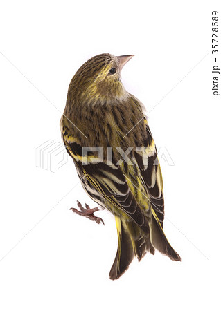 female siskin 35728689