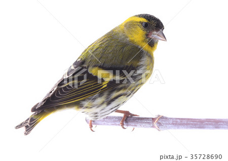 male siskin 35728690