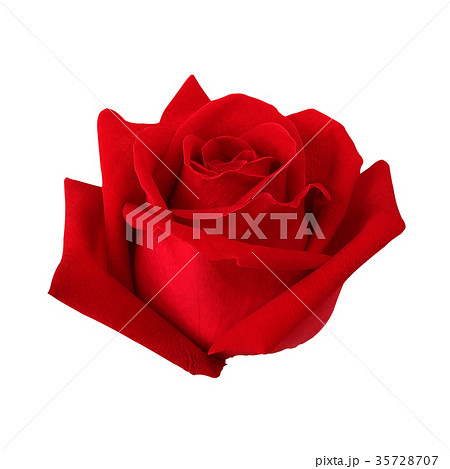 beautiful red rose isolated on white background. beautiful red rose isolated on white background. 35728707