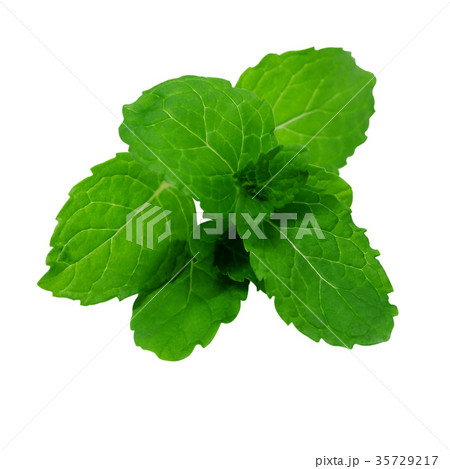 Fresh mint leaves isolated on white background. Fresh mint leaves isolated on white background. 35729217