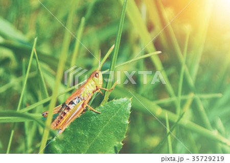 Big green grasshopper sitting on a green leaf Big green grasshopper sitting on a green leaf 35729219