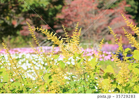 秋の公園 サルビアマドレンシスの花 秋の公園 サルビアマドレンシスの花 35729283