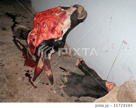 Skinned cow head and legs, Colombia 35729384