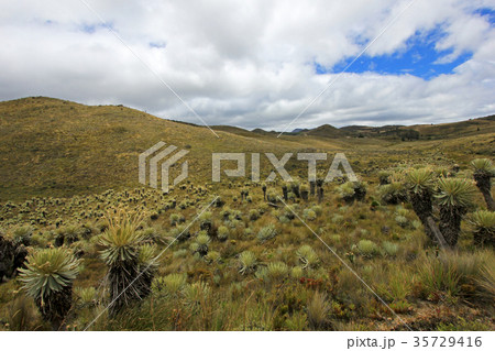 Beautiful colombian Paramo highland with 35729416