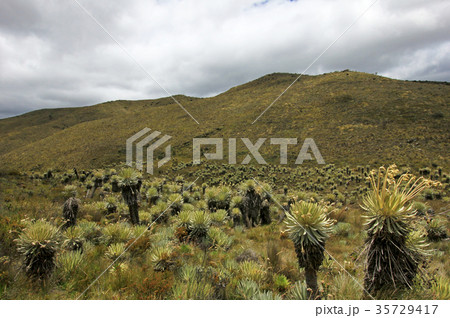 Beautiful colombian Paramo highland with 35729417