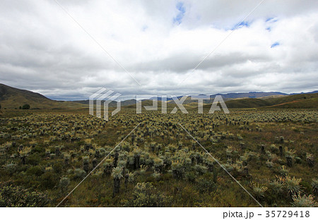 Beautiful colombian Paramo highland with 35729418