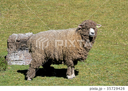 Sheep in the andean highlands of Cocuy National 35729426