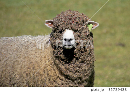 Sheep in the andean highlands of Cocuy National 35729428