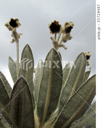 Beautiful Frailejones plants, Espeletia, in paramo 35729487