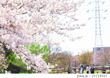 花見 桜の季節 染井吉野 ソメイヨシノ 公園でお花見 花見 桜の季節 染井吉野 ソメイヨシノ 公園でお花見 35729507