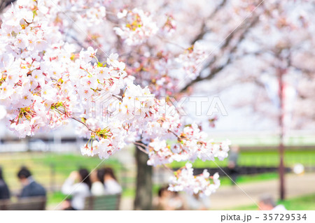 花見 桜の季節 染井吉野 ソメイヨシノ 公園でお花見 花見 桜の季節 染井吉野 ソメイヨシノ 公園でお花見 35729534