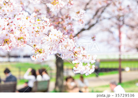 花見 桜の季節 染井吉野 ソメイヨシノ 公園でお花見 花見 桜の季節 染井吉野 ソメイヨシノ 公園でお花見 35729536