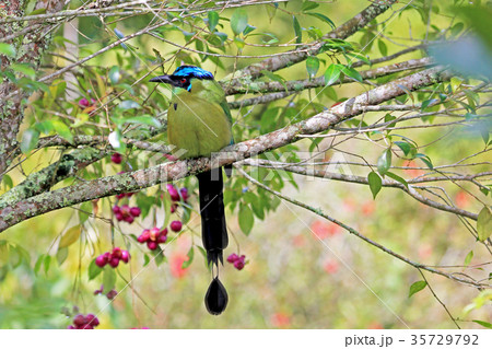 Blue-crowned Motmot, Momotus Momota, with 35729792