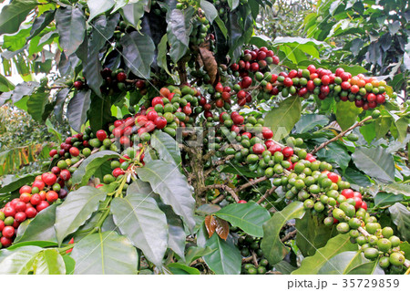 Coffee bean, coffee cherries or coffee berries on 35729859