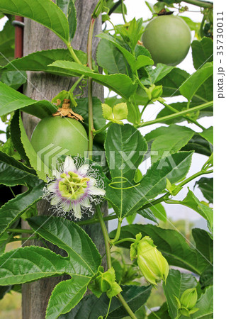 Passion fruit, Maracuja, Passiflora edulis, on the Passion fruit, Maracuja, Passiflora edulis, on the 35730011