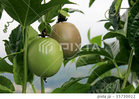 Passion fruit, Maracuja, Passiflora edulis, on the Passion fruit, Maracuja, Passiflora edulis, on the 35730012