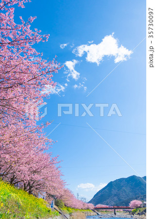 河津桜 桜 早咲きの桜 伊豆 静岡 さくら サクラ 画像素材 コピースペース 背景素材 文字入れ 河津桜 桜 早咲きの桜 伊豆 静岡 さくら サクラ 画像素材 コピースペース 背景素材 文字入れ 35730097