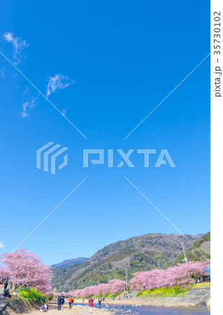 河津桜 桜 早咲きの桜 伊豆 静岡 さくら サクラ 画像素材 コピースペース 背景素材 文字入れ 河津桜 桜 早咲きの桜 伊豆 静岡 さくら サクラ 画像素材 コピースペース 背景素材 文字入れ 35730102