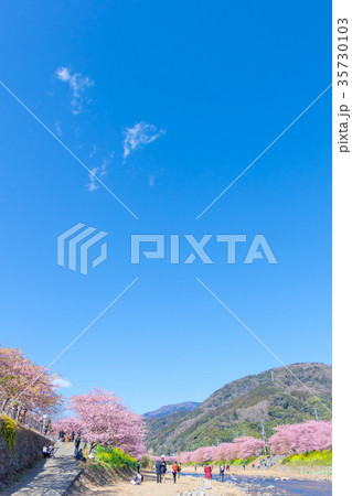 河津桜　桜　早咲きの桜　伊豆　静岡　さくら　サクラ　画像素材　コピースペース　背景素材　文字入れ 35730103
