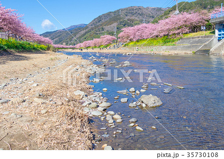 河津桜 桜 早咲きの桜 伊豆 静岡 さくら サクラ 画像素材 コピースペース 背景素材 文字入れ 河津桜 桜 早咲きの桜 伊豆 静岡 さくら サクラ 画像素材 コピースペース 背景素材 文字入れ 35730108