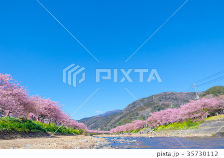 河津桜 桜 早咲きの桜 伊豆 静岡 さくら サクラ 画像素材 コピースペース 背景素材 文字入れ 河津桜 桜 早咲きの桜 伊豆 静岡 さくら サクラ 画像素材 コピースペース 背景素材 文字入れ 35730112