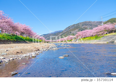 河津桜　桜　早咲きの桜　伊豆　静岡　さくら　サクラ　画像素材　コピースペース　背景素材　文字入れ 35730114