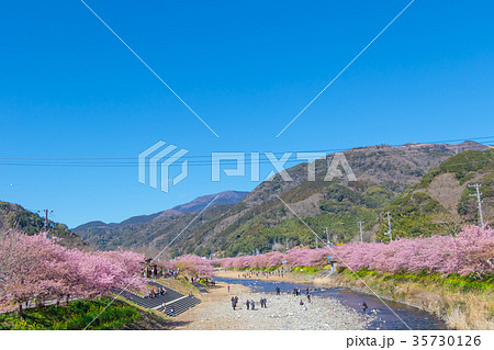 河津桜 桜 早咲きの桜 伊豆 静岡 さくら サクラ 画像素材 コピースペース 背景素材 文字入れ 河津桜 桜 早咲きの桜 伊豆 静岡 さくら サクラ 画像素材 コピースペース 背景素材 文字入れ 35730126