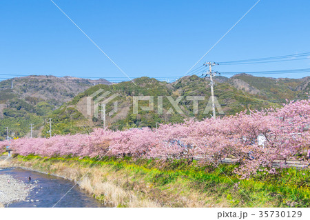 河津桜　桜　早咲きの桜　伊豆　静岡　さくら　サクラ　画像素材　コピースペース　背景素材　文字入れ 35730129