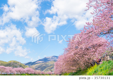 河津桜　桜　早咲きの桜　伊豆　静岡　さくら　サクラ　画像素材　コピースペース　背景素材　文字入れ 35730131