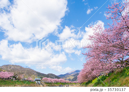 河津桜　桜　早咲きの桜　伊豆　静岡　さくら　サクラ　画像素材　コピースペース　背景素材　文字入れ 35730137