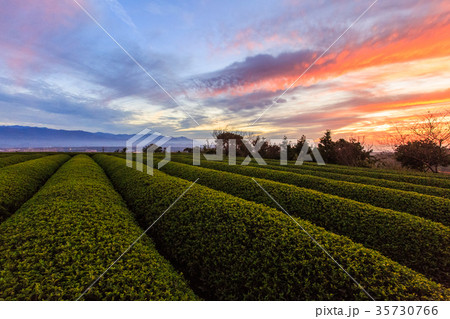茶畑 紅茶農園 茶園 35730766