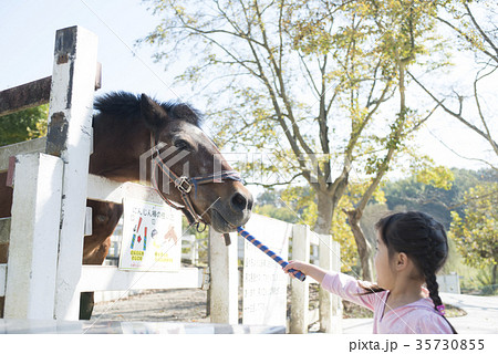 馬に餌をあげる女の子の写真素材