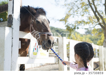 馬に餌をあげる女の子の写真素材