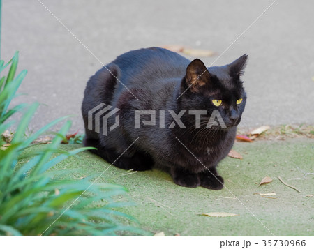 地域猫のクロちゃんの写真素材