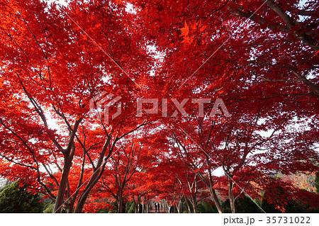 札幌　平岡樹芸センターの紅葉トンネル（紅の洞窟） 35731022