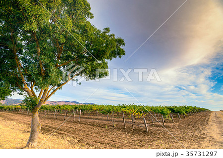 Grape vines with tree 35731297