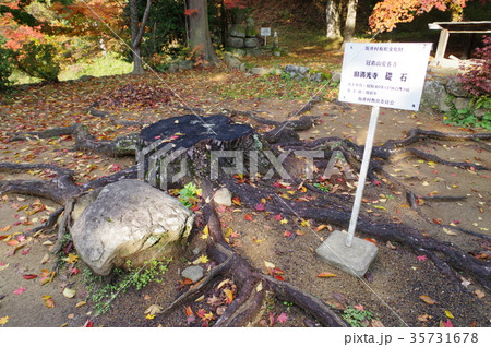 信州　東筑摩郡筑北地区の文化財　満光寺の礎石（長野県筑北村安養寺） 35731678