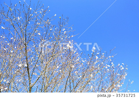 秋の公園　ジュウガツザクラ満開 35731725