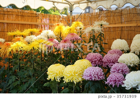 菊花展 35731939