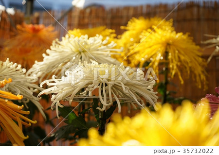 菊花展 菊花展 35732022