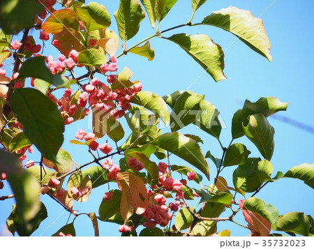かわいいマユミの実 かわいいマユミの実 35732023