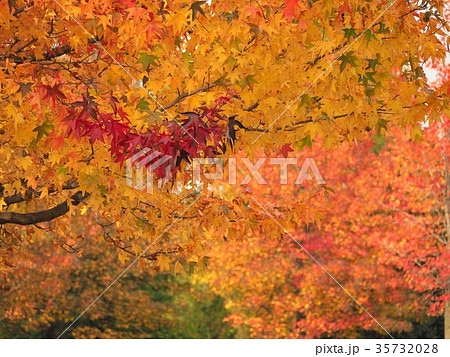 鮮やかなモミジバフウの紅葉 35732028