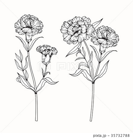 Carnation Flower Drawing Stock Illustration