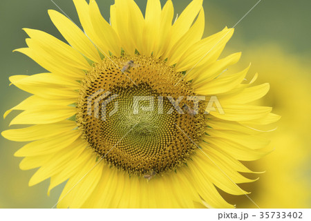 Nature view of flower on blurred background Nature view of flower on blurred background 35733402