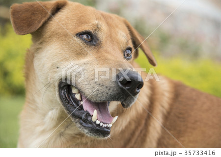 Brown dog in the lawn Brown dog in the lawn 35733416
