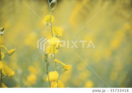 flower and leaf on blurred yellow background flower and leaf on blurred yellow background 35733418