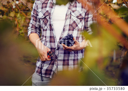 Man with grapes and scissors in a vineyard 35733580