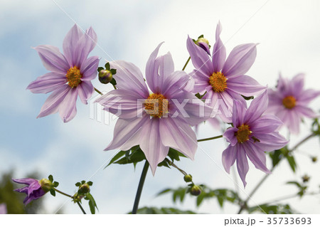 おもやい市民花壇皇帝ダリア、 35733693