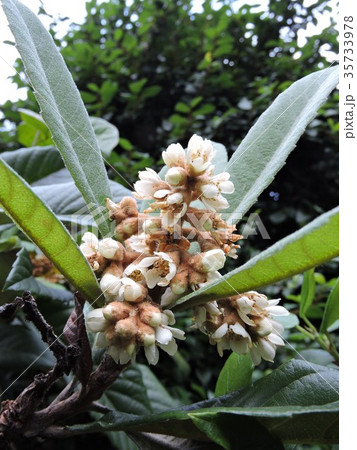 ビワ　花 35733978