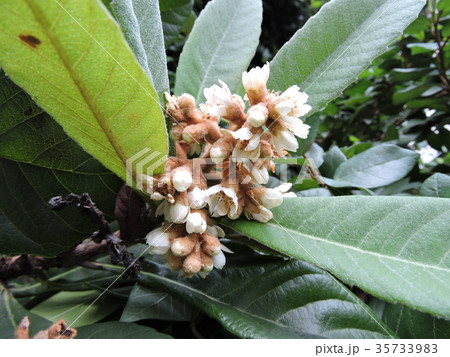 ビワ　花 35733983